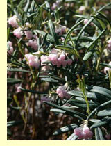  (Andromeda polifolia L.)
